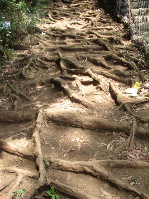  Kodai trek trail : roots on route