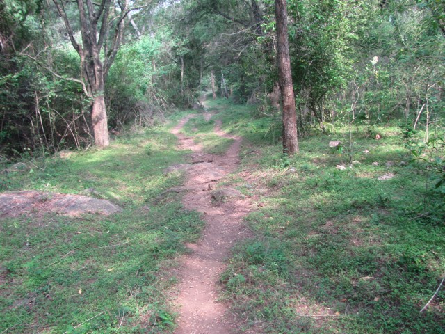 Trek trail near Kumbakarai falls
