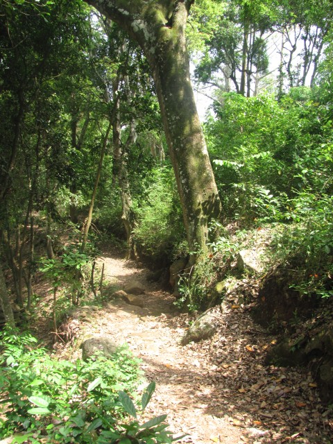 Kodaikanal to Kumbakarai falls trek  :Trek trail after Vellagavi, So much green in summer !!!